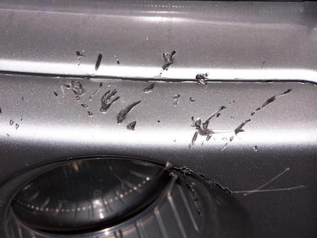 Name:  Dog ate the Hyundai.jpg
Views: 490
Size:  42.8 KB