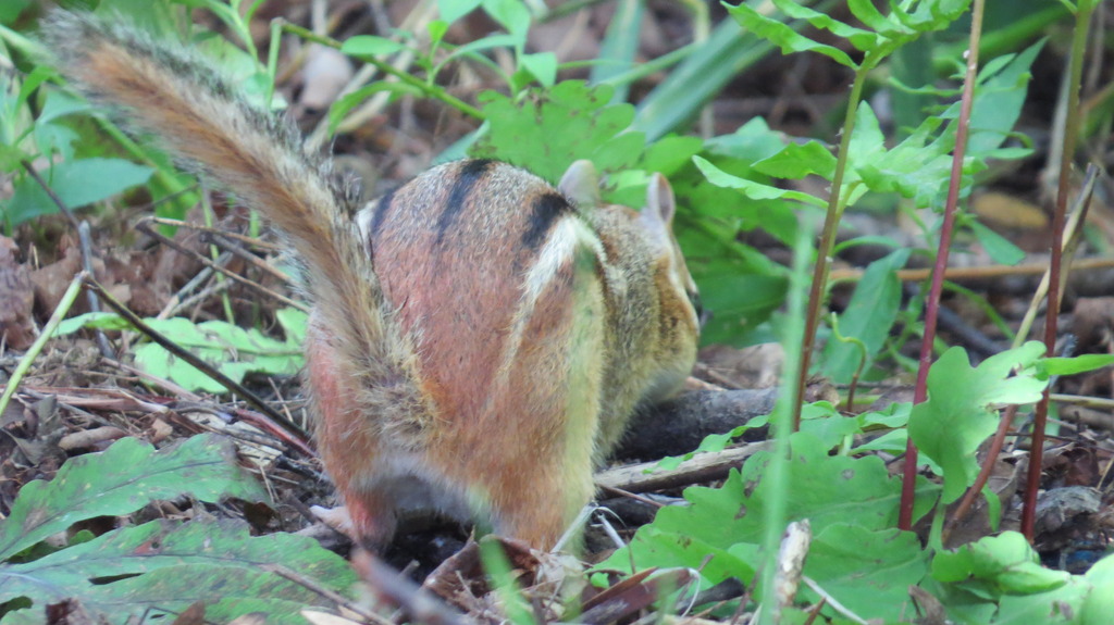 Name:  IMG_3761_zpswe3xq8c7.jpg
Views: 133
Size:  203.5 KB