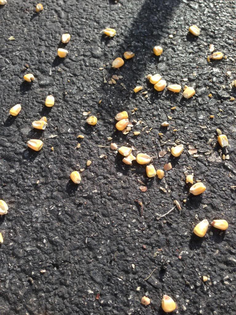 Name:  IMG_0891.jpg
Views: 162
Size:  223.1 KB