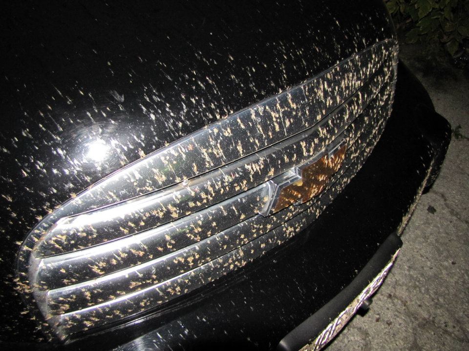 Name:  skeetermassacre.jpg
Views: 72
Size:  141.8 KB