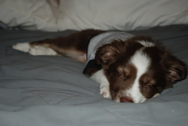 Name:  DSC_0038.jpg
Views: 24
Size:  48.8 KB