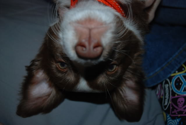 Name:  DSC_0008.jpg
Views: 24
Size:  52.8 KB