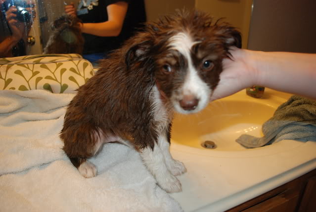 Name:  DSC_00312.jpg
Views: 24
Size:  65.8 KB