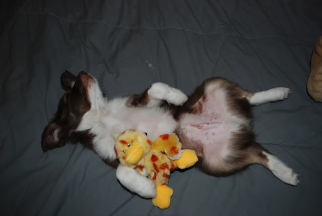 Name:  DSC_00042.jpg
Views: 41
Size:  48.8 KB