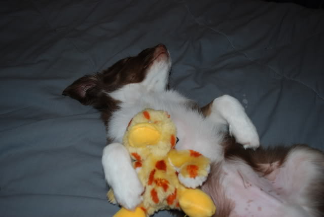 Name:  DSC_00062.jpg
Views: 46
Size:  48.0 KB