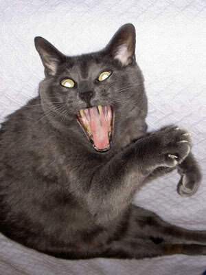 Name:  wally.jpg
Views: 52
Size:  24.9 KB