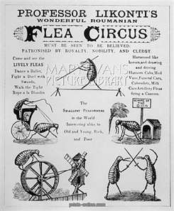 Name:  flra circus.jpg
Views: 52
Size:  17.4 KB