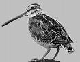 Name: snipe1.jpg
Views: 80
Size: 2.4 KB