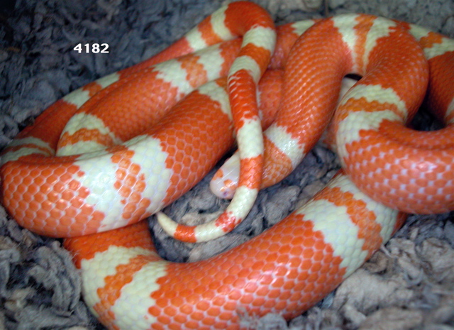 Name:  4182.jpeg
Views: 52
Size:  182.6 KB