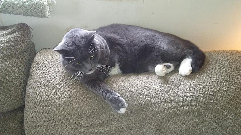 For all of us, who've saved a cat!-20170122_141823.jpg