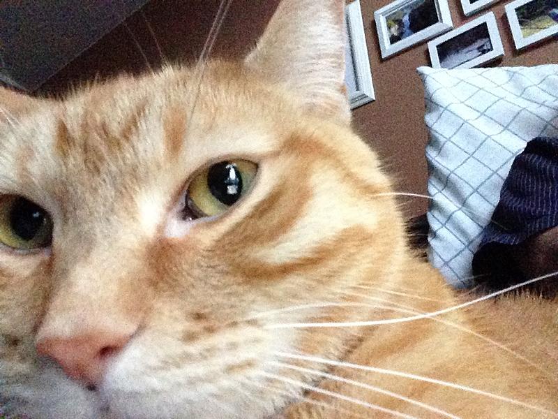 For all of us, who've saved a cat!-img_0091.jpg