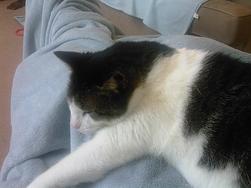 For all of us, who've saved a cat!-steve-s-phone-002.jpg