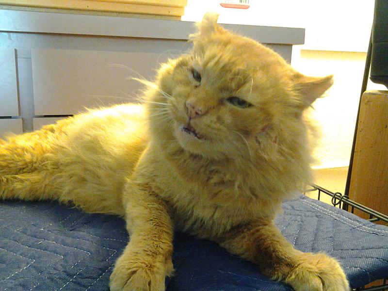 For all of us, who've saved a cat!-img_20121227_123231.jpg