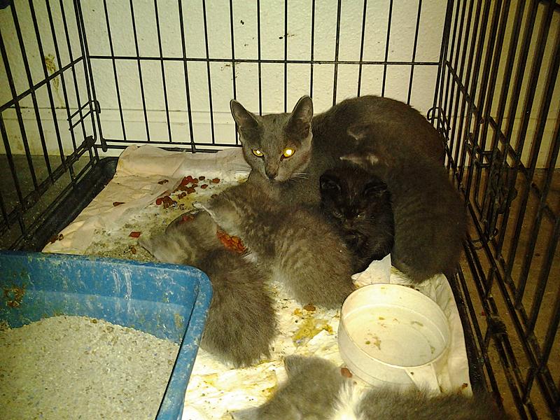 For all of us, who've saved a cat!-2013-08-29-05.45.52.jpg