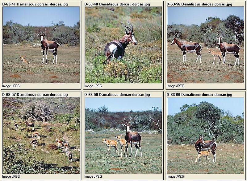 Count by Picture-6356.jpg