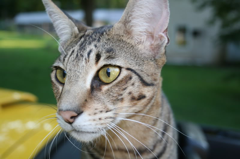 Name:  IMG_2073.jpg
Views: 37
Size:  63.3 KB