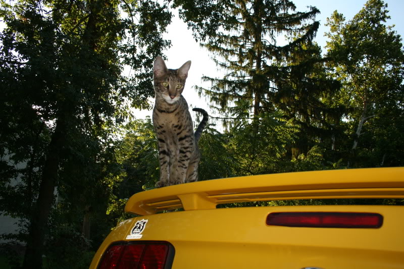 Name:  IMG_2083.jpg
Views: 29
Size:  134.5 KB