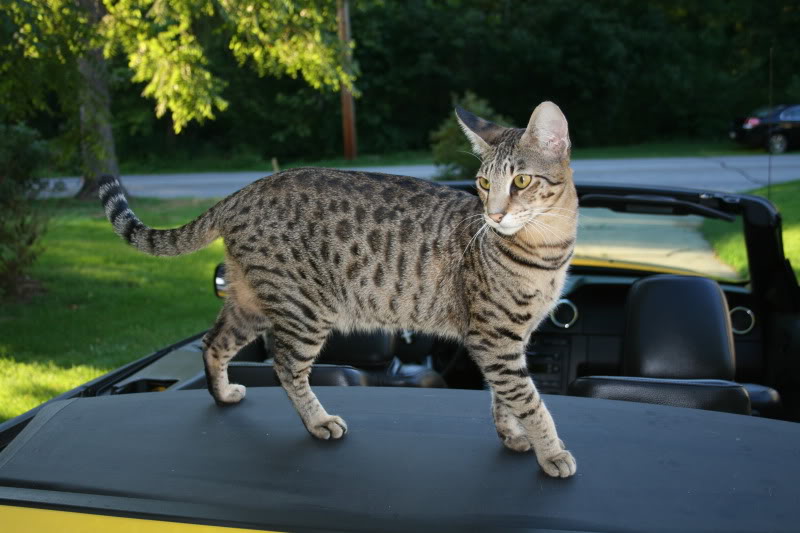 Name:  IMG_2066.jpg
Views: 52
Size:  69.5 KB