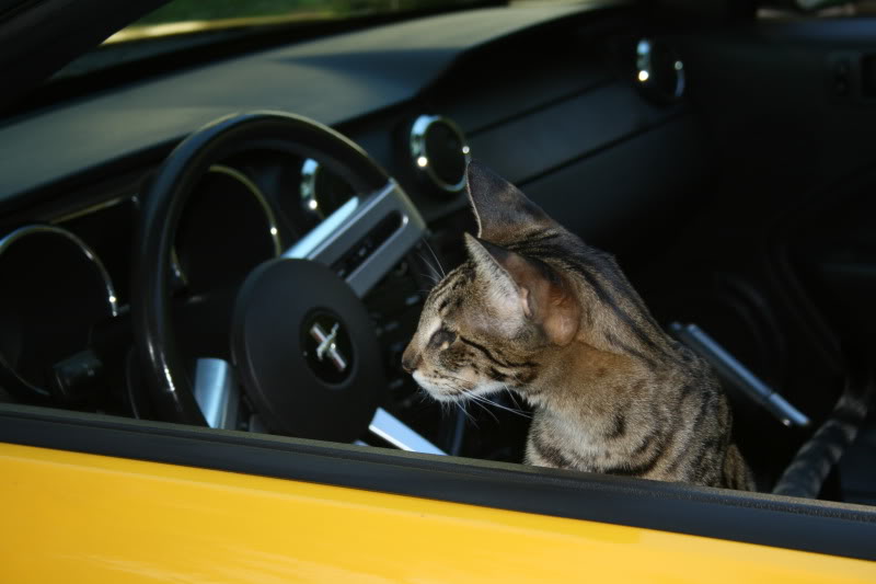 Name:  IMG_2061.jpg
Views: 39
Size:  45.1 KB