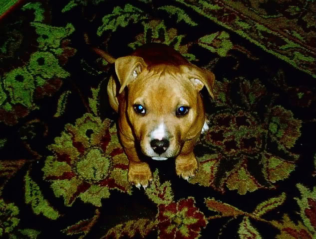 Name:  Boo001-1.jpg
Views: 46
Size:  94.7 KB