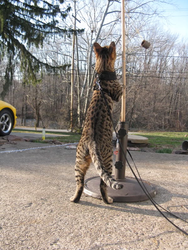 Name:  IMG_0095-1.jpg
Views: 27
Size:  185.9 KB