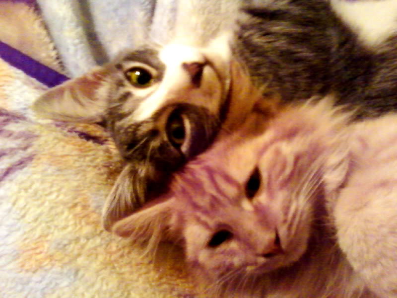 Name:  1223101821.jpg
Views: 73
Size:  68.3 KB