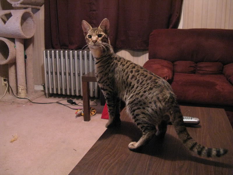 Name:  IMG_0083.jpg
Views: 57
Size:  81.5 KB