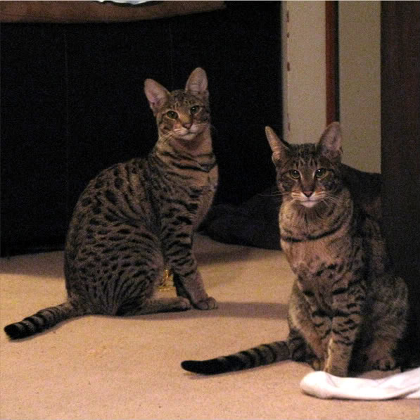 Name:  IMG_0129.jpg
Views: 46
Size:  70.9 KB