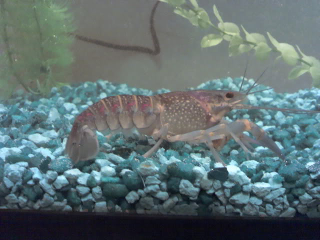 Name:  2010-12-19_18-19-12_22.jpg
Views: 23
Size:  46.2 KB