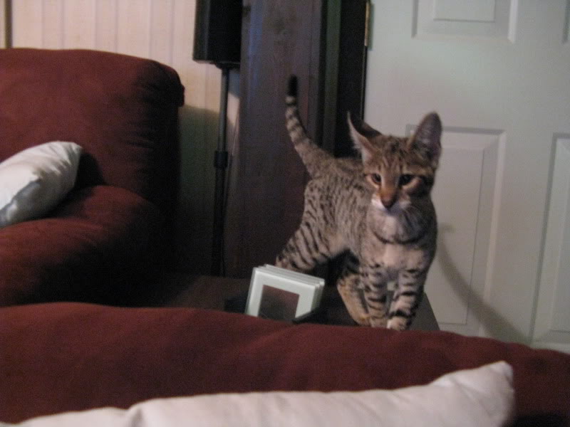 Name:  IMG_4328.jpg
Views: 34
Size:  62.6 KB