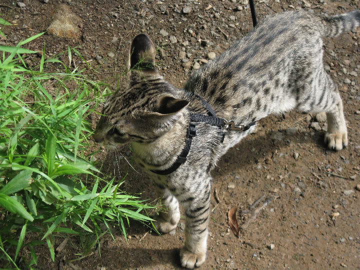 Name:  35096_540934477941_213003238_32022822_6173672_n.jpg
Views: 26
Size:  139.6 KB