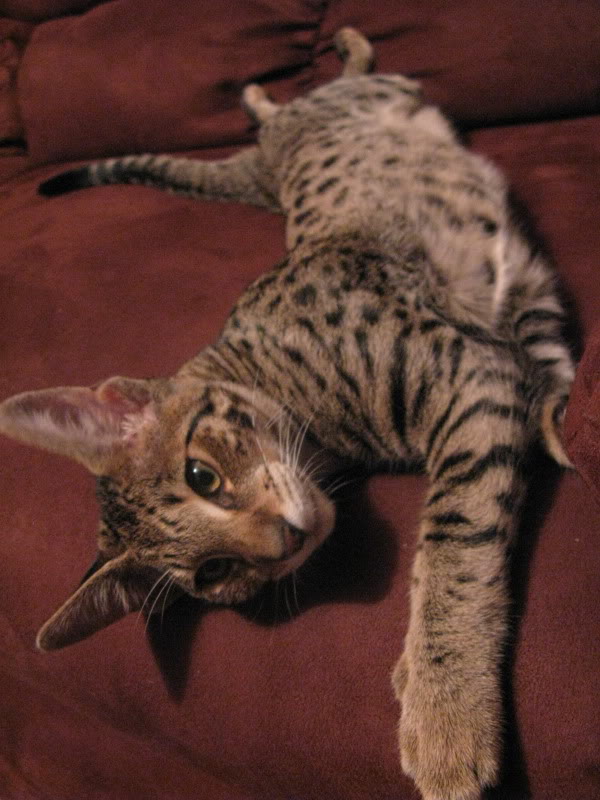 Name:  IMG_4473.jpg
Views: 32
Size:  89.3 KB