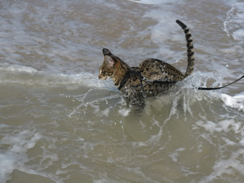 Name:  IMG_4608.jpg
Views: 30
Size:  80.9 KB