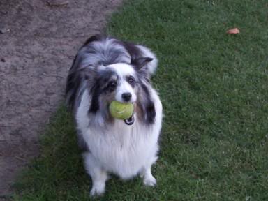 Name:  l_619459d17748fde9885aafab421814b8.jpg
Views: 28
Size:  17.0 KB