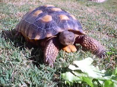 Name:  1351269686_l_opt.jpg
Views: 31
Size:  40.7 KB