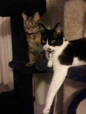 Name:  l_97b0908b67134f469b709e0bac0039bf_.jpg
Views: 33
Size:  14.1 KB