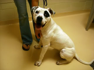 Name:  dashpriming.jpg
Views: 34
Size:  20.8 KB