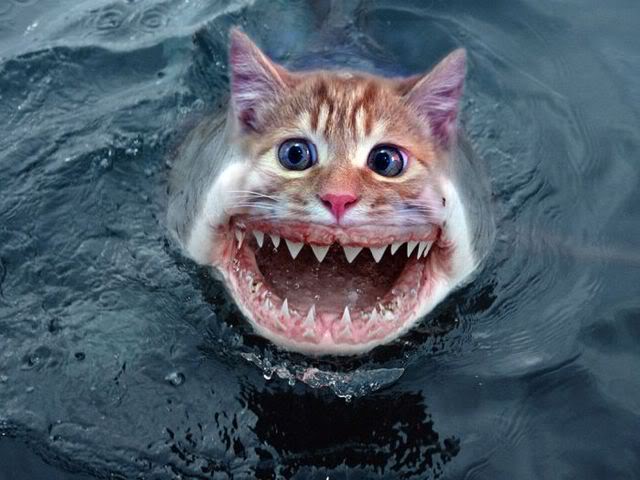 Name:  CatShark.jpg
Views: 22
Size:  50.6 KB
