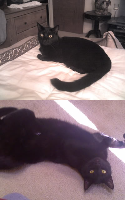 Name:  Ninja.jpg
Views: 25
Size:  32.9 KB