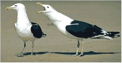 Name:  birdsex.jpg
Views: 129
Size:  20.7 KB
