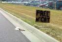 Name:  freecat-1.jpg
Views: 21
Size:  2.8 KB
