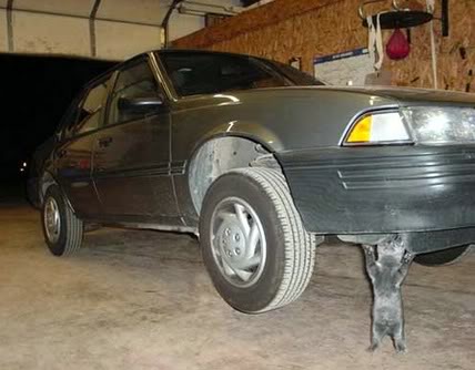 Name:  cat.jpg
Views: 20
Size:  30.9 KB