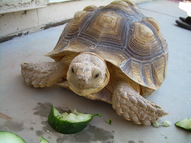 Name:  DSCN1732.jpg
Views: 34
Size:  93.9 KB