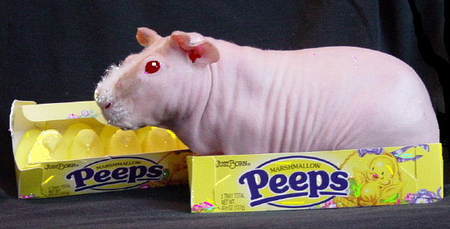 Name:  ozzyandthepeeps.jpg
Views: 25
Size:  16.5 KB