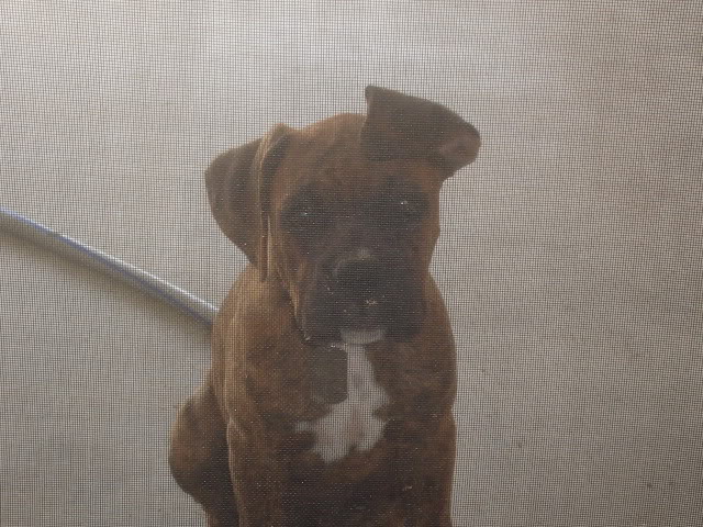 Name:  Rocky3-07003.jpg
Views: 34
Size:  90.6 KB