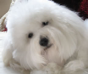 Name:  casablancas_beaujolais.jpg
Views: 25
Size:  8.3 KB