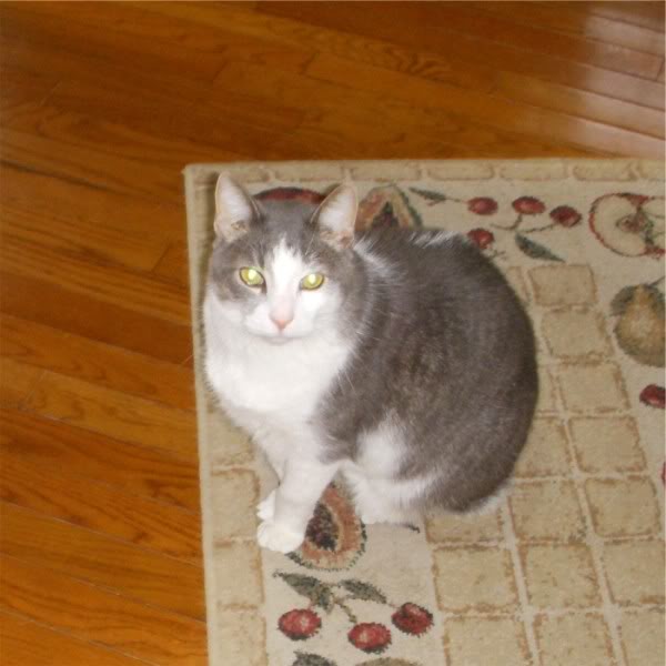 Name:  Jasmine600x600.jpg
Views: 16
Size:  39.6 KB