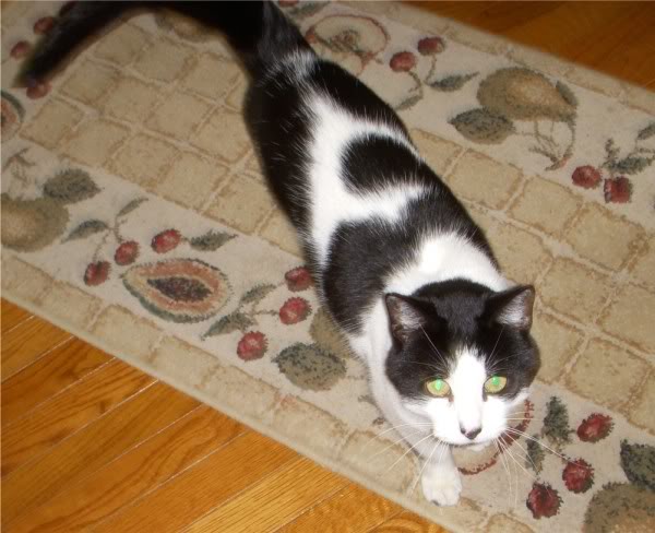 Name:  Freddie600x488.jpg
Views: 65
Size:  50.3 KB