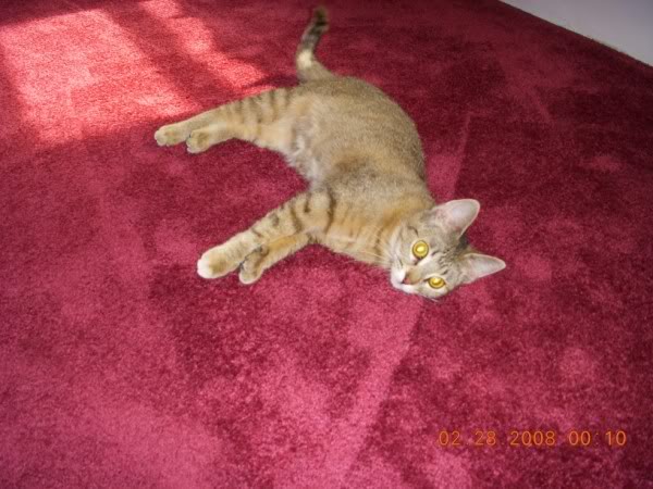 Name:  KiKi600x450.jpg
Views: 15
Size:  57.6 KB