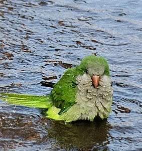 Name:  parrot.jpg
Views: 26
Size:  35.7 KB